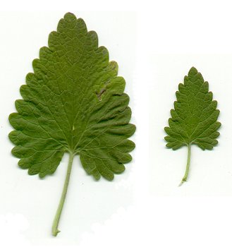 نعناع گربه ای